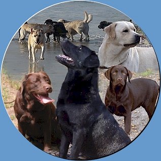 Elevage familial de Labradors issu de champions L.O.F. Chiens mles disponibles pour saillies, femelles reproductrices, chiots  rserve, conseils sur cette merveilleuse race qu'est le Labrador.