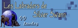 Les Labradors de Silver Swann, levage de chiens se situant  Lons dans les landes (40), rservation de chiots robes : noires, sables, chocolats